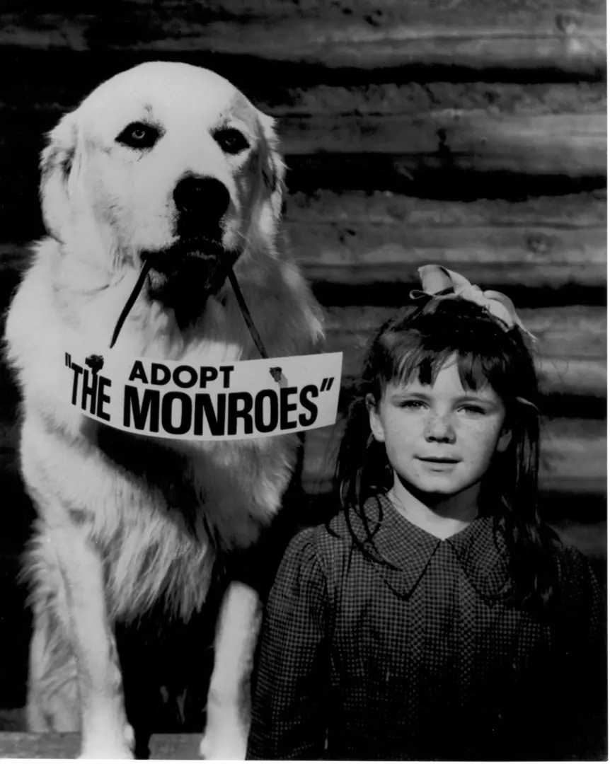 Dog With Adopt The Monroes